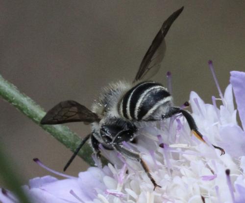 Réf. 197 382 : Megachile sp.